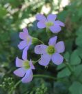 Oxalis latifolia